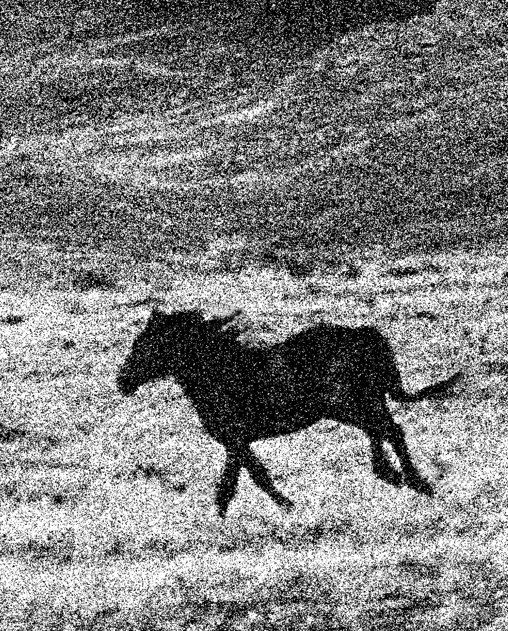 NA 102 / FREE HORSES