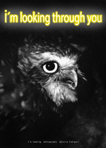 AU 315 / Í LOOKING THROUGH YOU