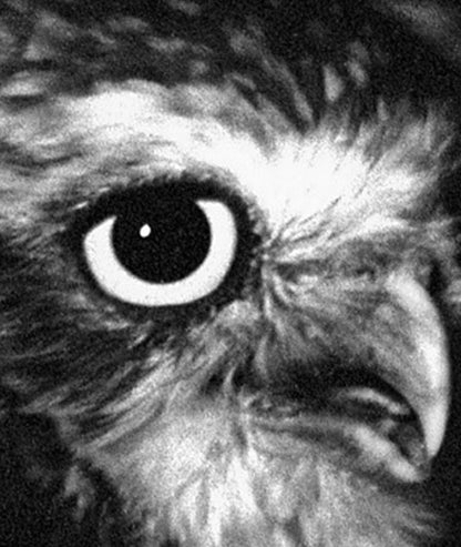 AU 315 / Í LOOKING THROUGH YOU