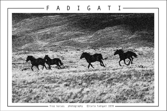 NA 102 /  FREE HORSES