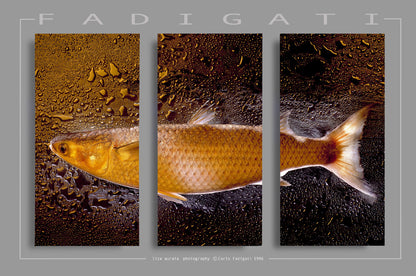 AU 308 / LIZA AUREATA