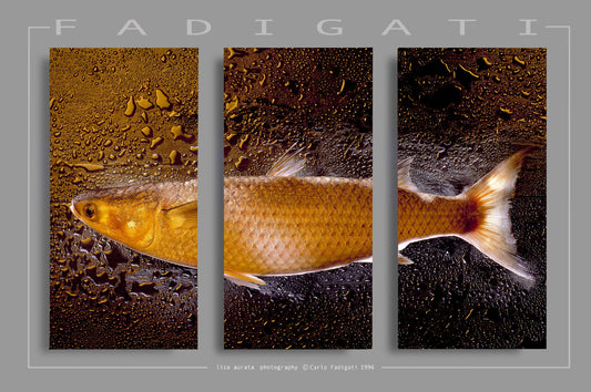 AU 308 / LIZA AUREATA