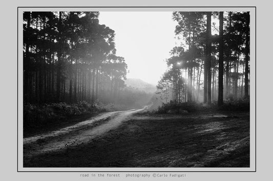 NA 104 /  ROAD IN THE FOREST