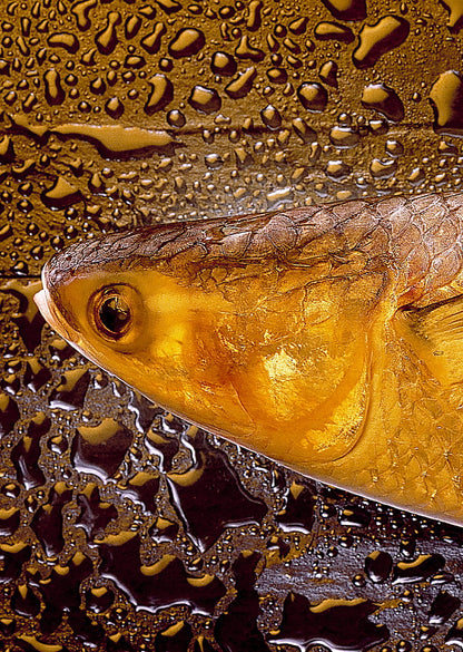 AU 308 / LIZA AUREATA