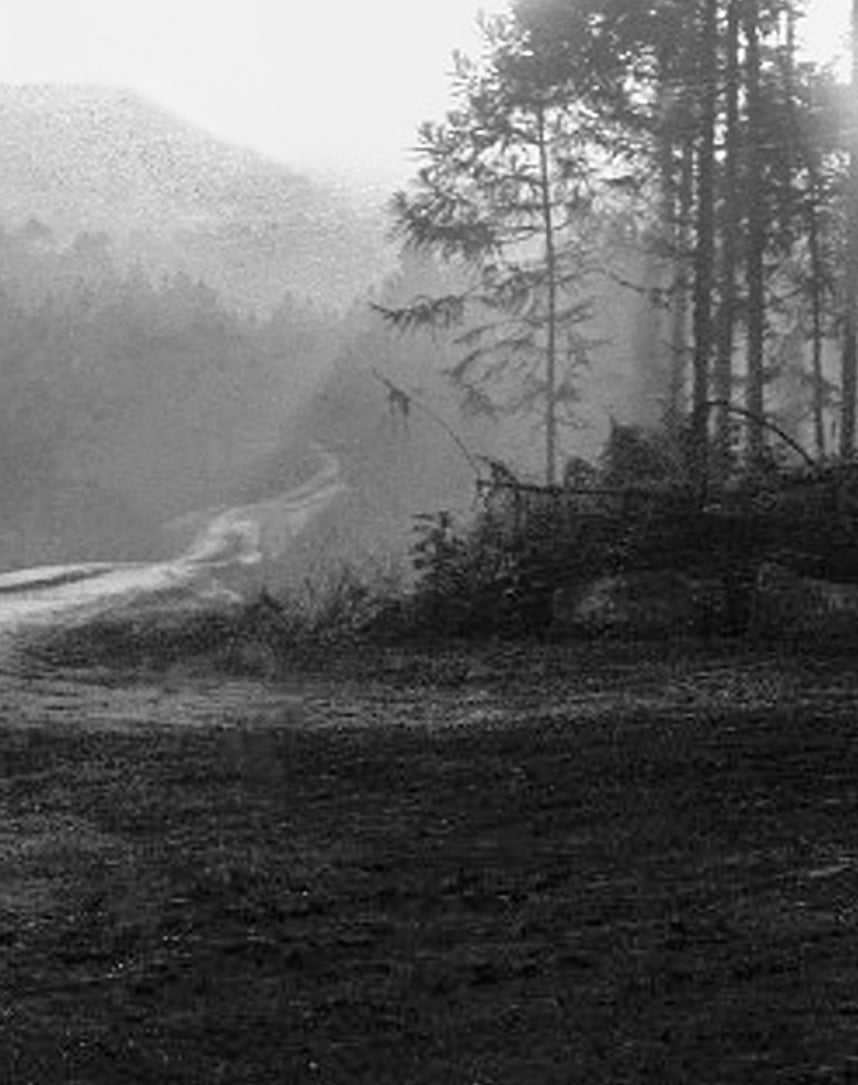 NA 104 /  ROAD IN THE FOREST