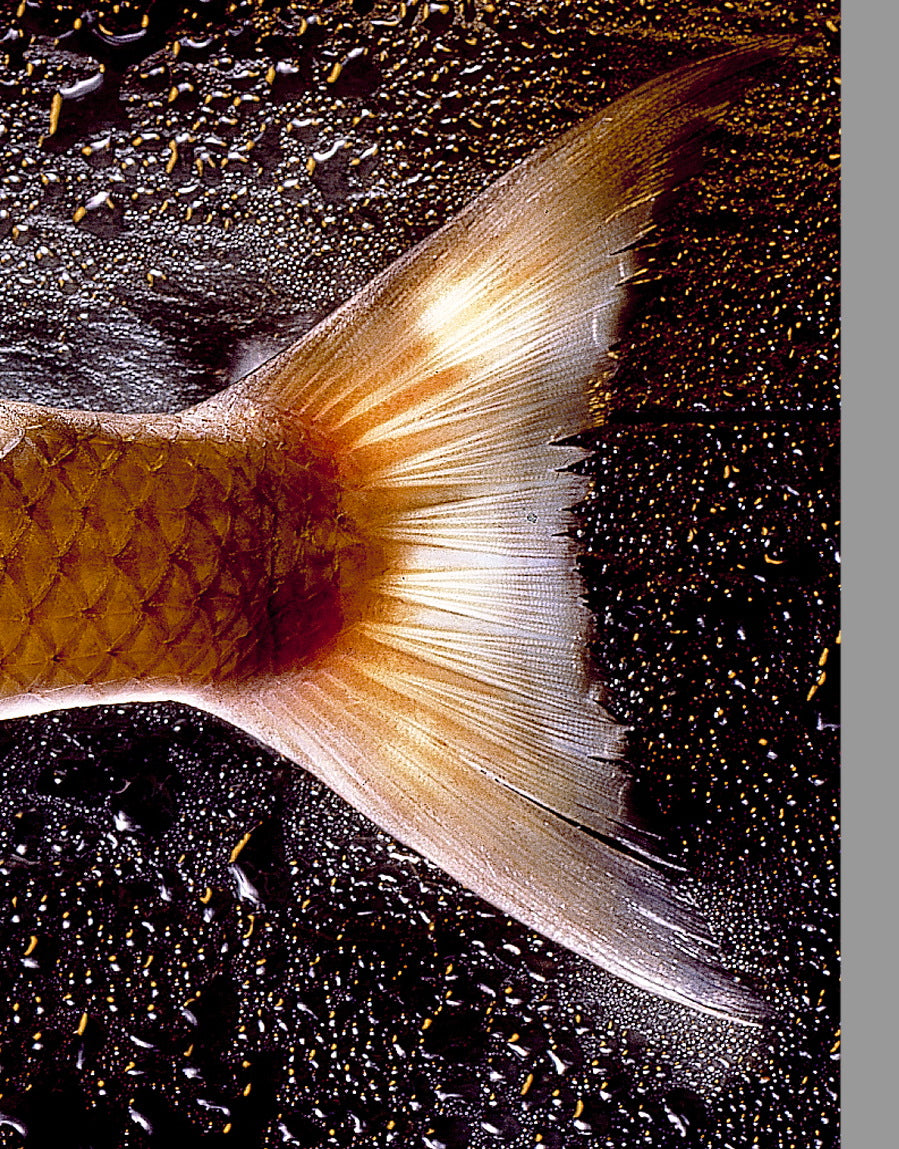 AU 308 / LIZA AUREATA