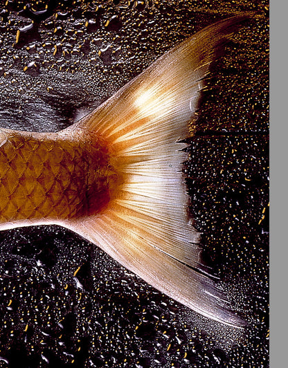 AU 308 / LIZA AUREATA