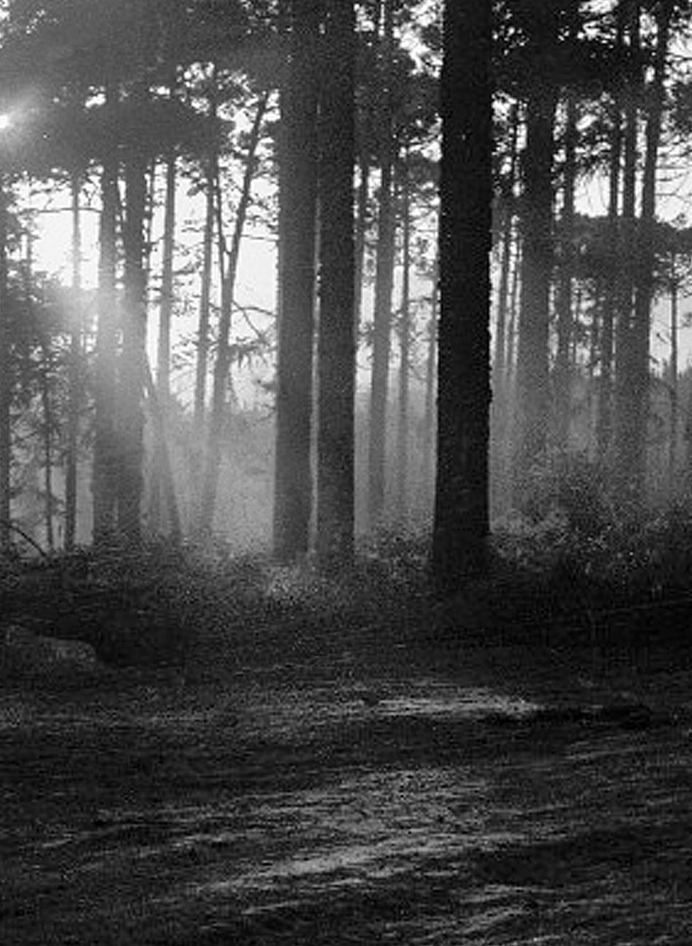 NA 104 /  ROAD IN THE FOREST