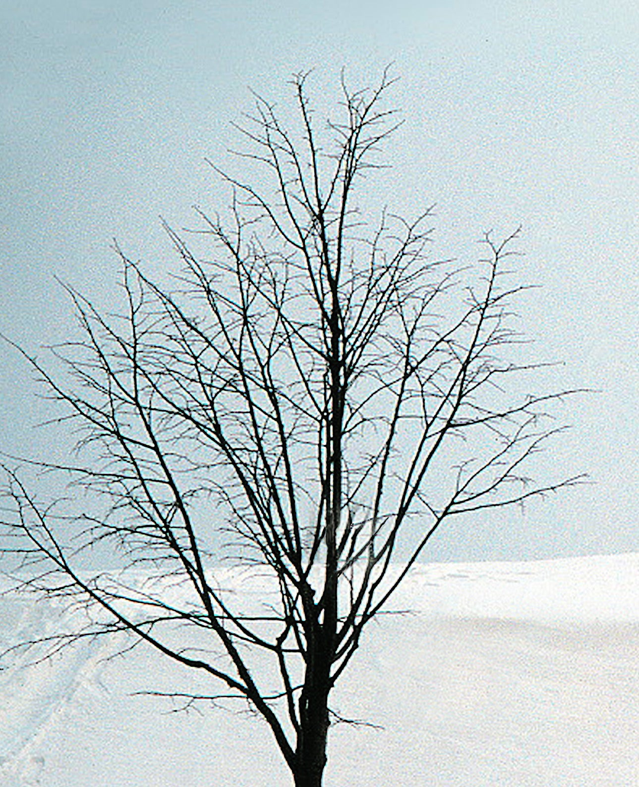 NA 103 /  TWO LITTLE TREES
