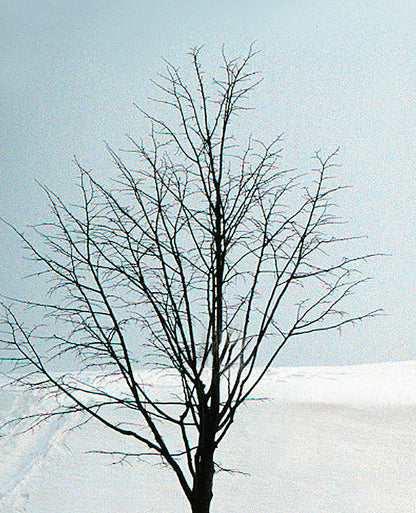 NA 103 /  TWO LITTLE TREES